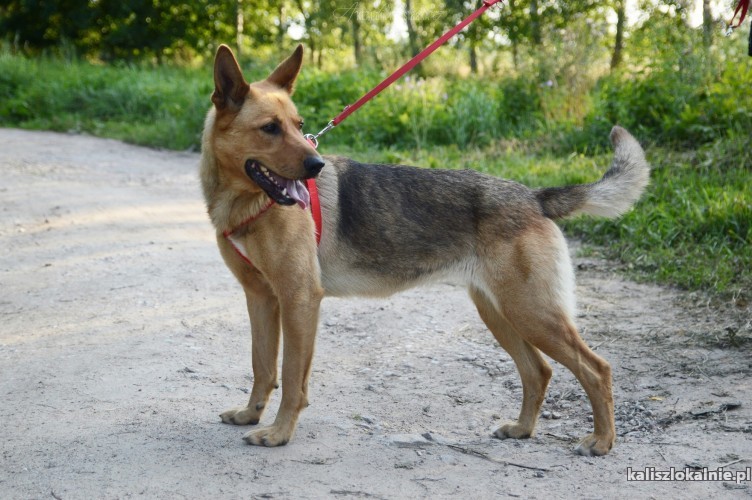 dakota-madra-przyjazna-suczka-owczarka-szuka-domu-45789-sprzedam.jpg