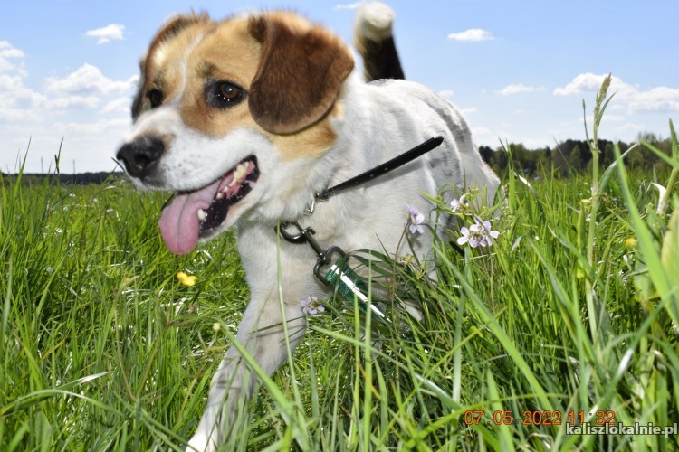 beni-wesoly-i-pelen-energii-beagle-mix-45795-kalisz-do-sprzedania.jpg