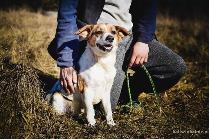 beni-wesoly-i-pelen-energii-beagle-mix-45795-kalisz-foto.jpg