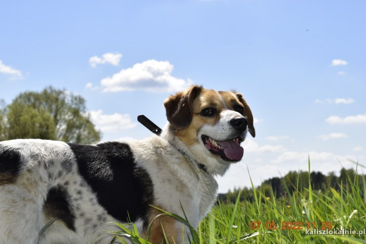 beni-wesoly-i-pelen-energii-beagle-mix-45795-kalisz-na-sprzedaz.jpg
