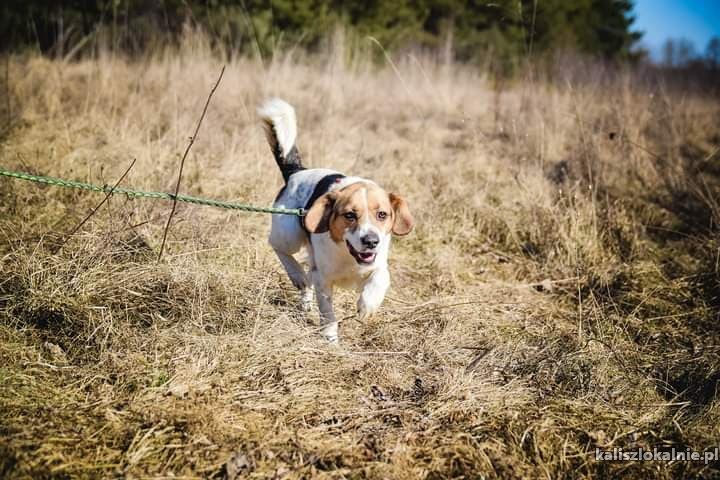 beni-wesoly-i-pelen-energii-beagle-mix-45795-kalisz.jpg