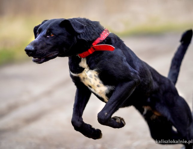 mlody-pako-pelen-energii-kochajacy-ludzi-pies-45800-kalisz.jpg