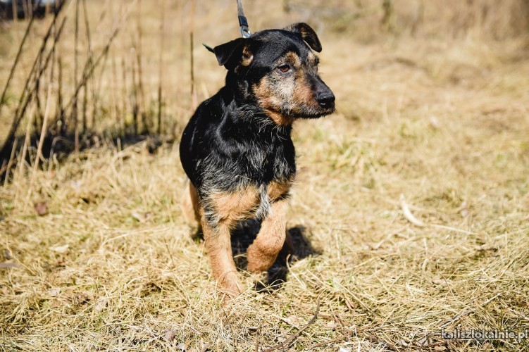 terierkowaty-jogi-szuka-najlepszego-na-swiecie-domku-45834-kalisz.jpg