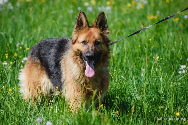 saba-piekna-mloda-suka-owczarka-do-adopcji-45842-kalisz.jpg