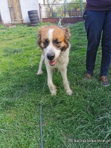 benia-roczna-kochajaca-ludzi-bernardynka-do-pokochania-45853-psy.jpg