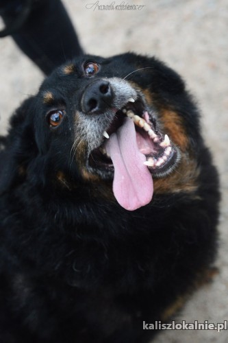 dzeki-niekonfliktowy-wesoly-psiak-cale-zycie-za-kratami-45984-kalisz-foto.jpg