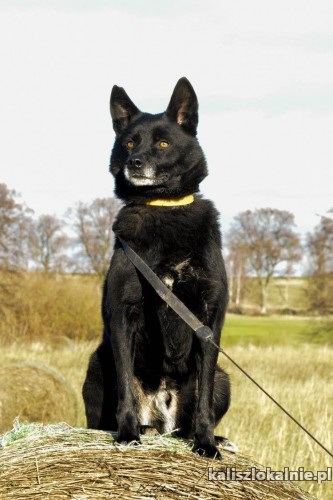 wesoly-przyjazny-do-ludzi-psiak-do-pokochania-45991-kalisz.jpg