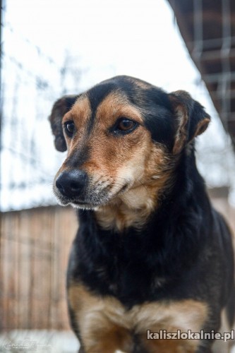 niekonfliktowa-tedzia-super-sunia-szuka-super-domu-45996-kalisz.jpg