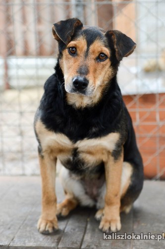 niekonfliktowa-tedzia-super-sunia-szuka-super-domu-45996-psy.jpg