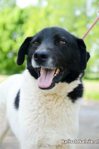apollo-cudownej-urody-przyjazny-pies-szuka-domu-na-zawsze-46005-kalisz-foto.jpg