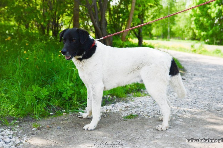 apollo-cudownej-urody-przyjazny-pies-szuka-domu-na-zawsze-46005-kalisz.jpg