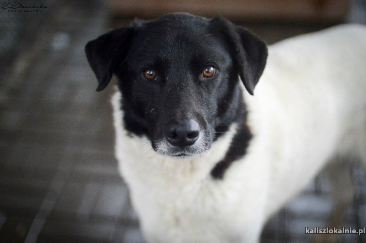 apollo-cudownej-urody-przyjazny-pies-szuka-domu-na-zawsze-46005-zdjecia.jpg