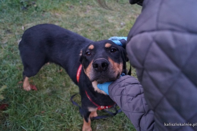 duza-wesola-przyjazna-sunia-uratowana-przed-smiercia-46030-kalisz-foto.jpg