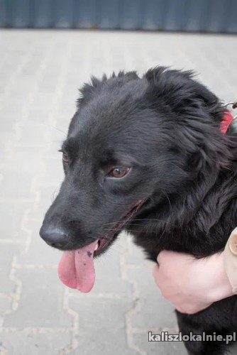 elvis-roczny-wesoly-przyjazny-psiak-do-pokochania-46040-kalisz-na-sprzedaz.jpg