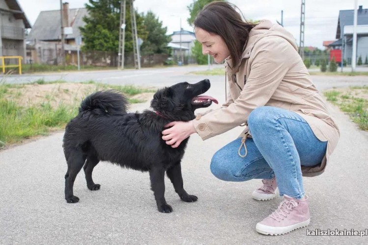 elvis-roczny-wesoly-przyjazny-psiak-do-pokochania-46040-kalisz.jpg