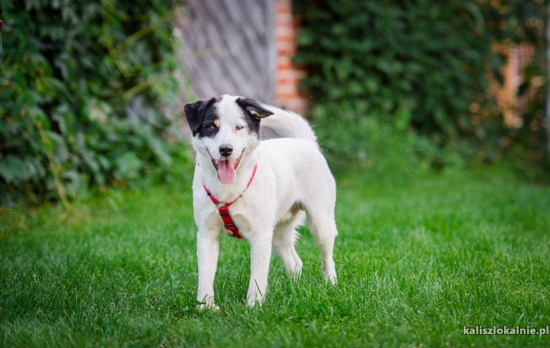 wesoly-haru-mlody-wychowany-rodzinny-psiak-46089-kalisz-foto.jpg