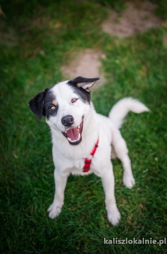 wesoly-haru-mlody-wychowany-rodzinny-psiak-46089-kalisz-na-sprzedaz.jpg