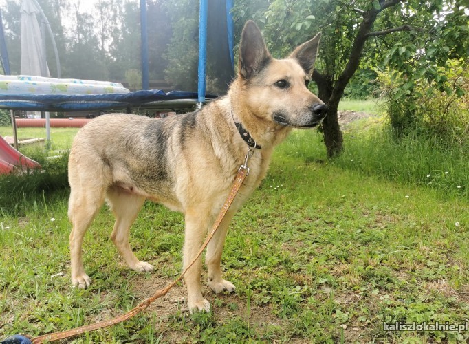 plamka-domowa-sunia-psi-ideal-szuka-kochajacego-domu-46105-kalisz-foto.jpg