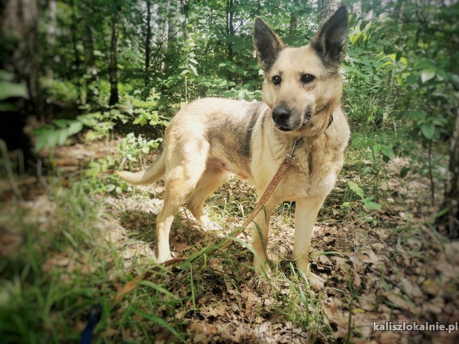 plamka-domowa-sunia-psi-ideal-szuka-kochajacego-domu-46105-kalisz.jpg