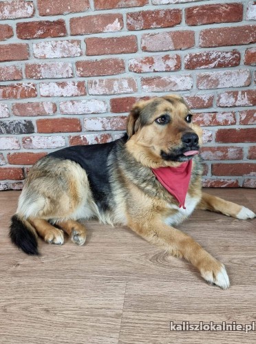 piekna-beza-grzeczna-niekonfliktowa-sunia-szuka-domu-46151-psy.jpg