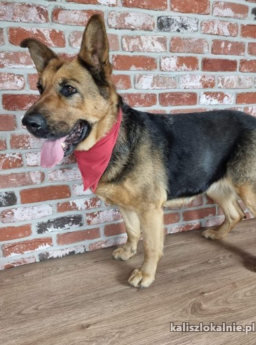 delicja-rodzinna-suka-owczarka-niemieckiego-adopcja-46165-kalisz.jpg