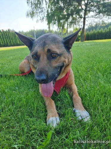 ivan-mlody-przyjazny-psiak-uratowany-z-ukrainy-46189-kalisz.jpg