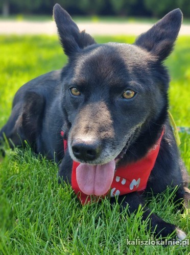 jurko-kotolubny-przyjazny-psiak-do-pokochania-46191-kalisz.jpg