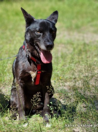 jurko-kotolubny-przyjazny-psiak-do-pokochania-46191-sprzedam.jpg