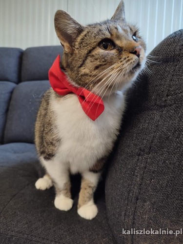 alona-cudowna-domowa-koteczka-szuka-domu-46192-kalisz.jpg