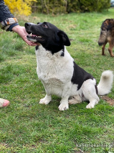 wesoly-kajtus-przyjazny-grzeczny-wychowany-tylko-go-kochaj-46198-psy.jpg