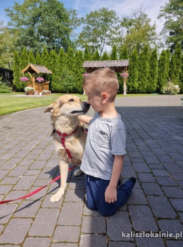 marko-cudowny-kotolubny-psiak-uratowany-z-ukrainy-46201-kalisz.jpg