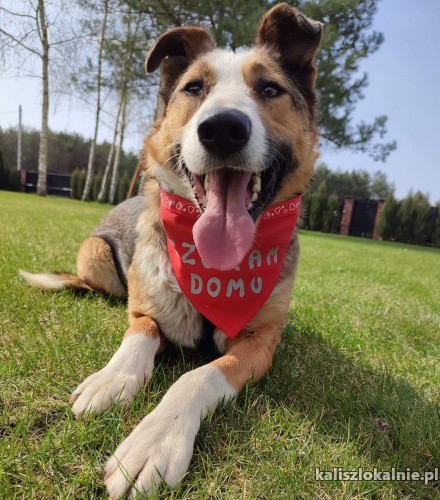 sabinka-uratowana-z-ukrainy-lagodna-wspaniala-sunia-46229-kalisz.jpg