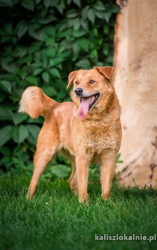rudzio-mlody-wesoly-psiak-szuka-domu-z-podworkiem-46231-kalisz-foto.jpg