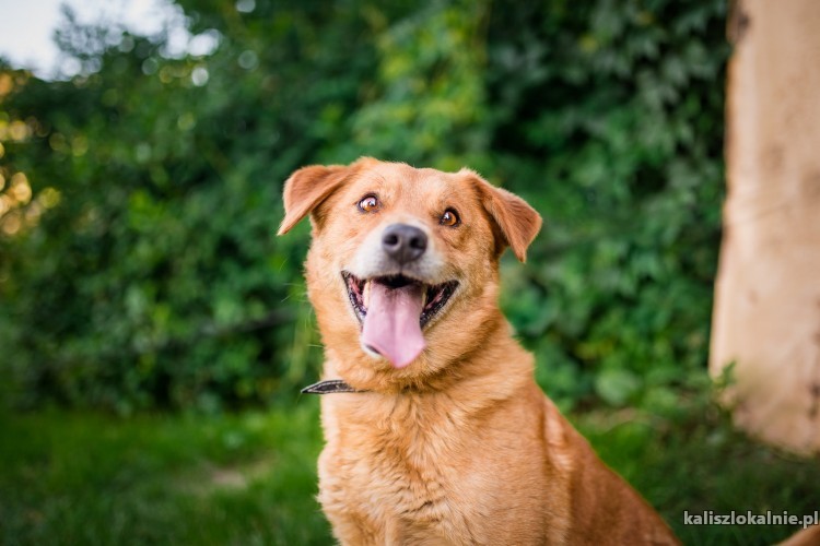 rudzio-mlody-wesoly-psiak-szuka-domu-z-podworkiem-46231-kalisz.jpg