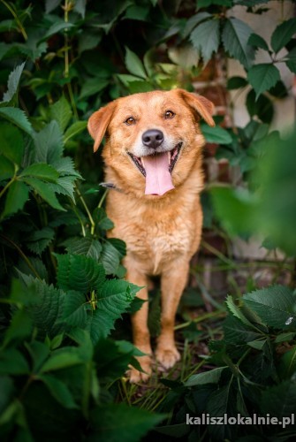 rudzio-mlody-wesoly-psiak-szuka-domu-z-podworkiem-46231-psy.jpg