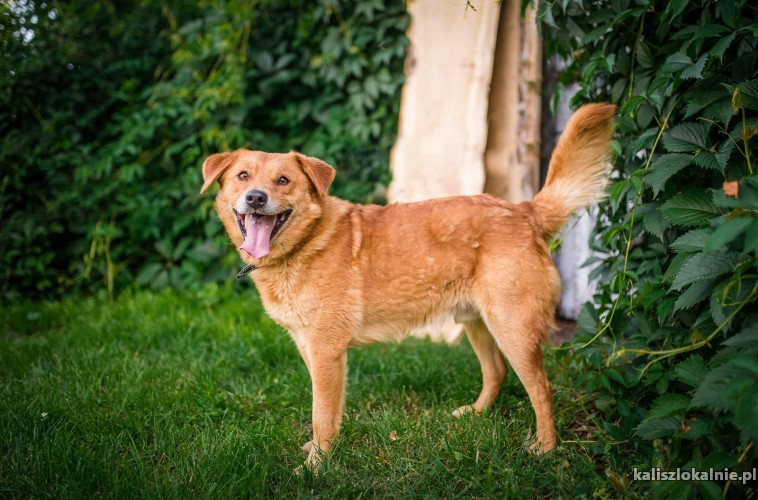 rudzio-mlody-wesoly-psiak-szuka-domu-z-podworkiem-46231-sprzedam.jpg