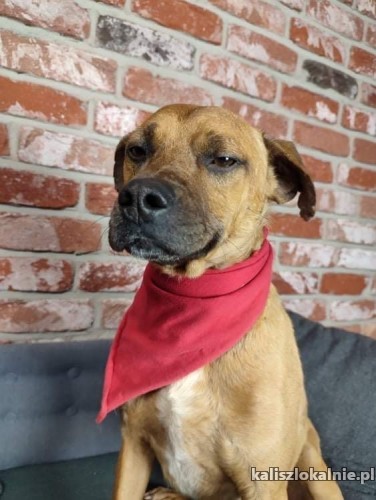 niekonfliktowy-spokojny-wiesio-fantastyczny-domowy-psiak-46244-kalisz-foto.jpg