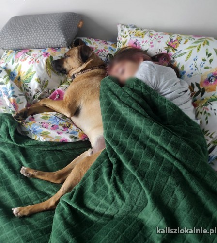 niekonfliktowy-spokojny-wiesio-fantastyczny-domowy-psiak-46244-sprzedam.jpg