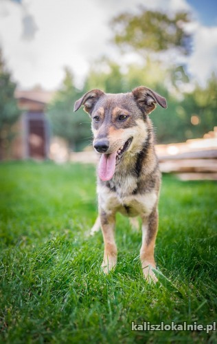 bajer-niewielki-wesoly-psiaczek-cudnej-urody-46253-kalisz.jpg