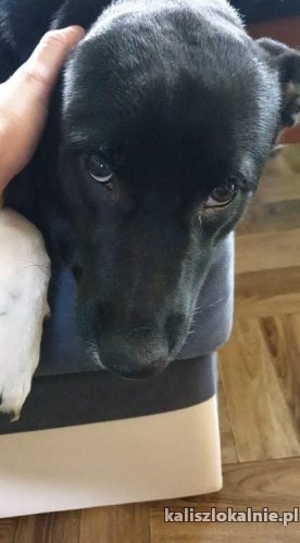 odyn-domowy-niekonfliktowy-karelczyk-mix-szuka-kochajacego-domu-46266-kalisz.jpg