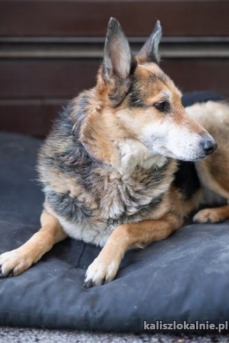 psotka-wesola-niekonfliktowa-domowa-sunia-46268-kalisz.jpg