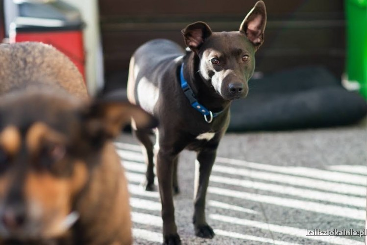 toto-niesmialy-psiak-szuka-odpowiedzialnego-domu-46269-kalisz.jpg