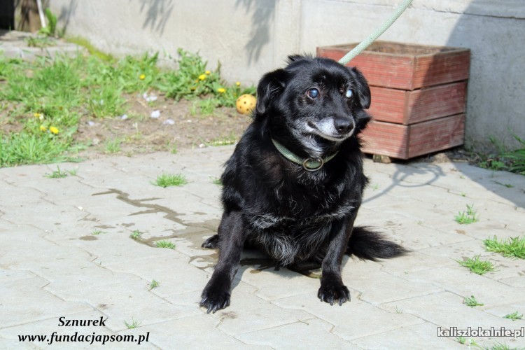sznurek-poczciwy-kochany-psi-senior-szuka-domu-na-jesien-zycia-46281-psy.jpg
