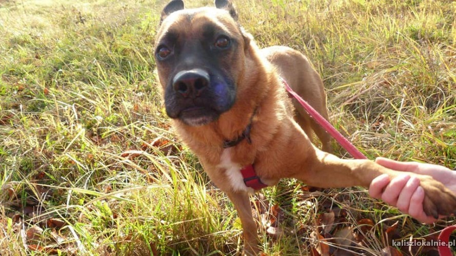 mlody-niekonfliktowy-borys-wyjatkowy-pies-szuka-domu-46286-kalisz.jpg