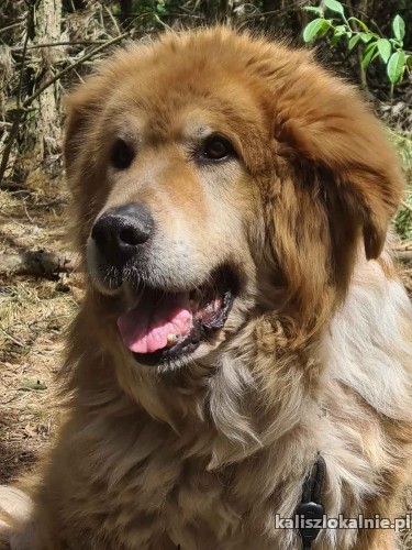 popi-wyjatkowej-urody-niczym-lew-z-ogromnym-sercem-46434-kalisz-foto.jpg