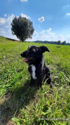 claid-szczeniak-w-typie-terriera-wesoly-psiak-do-adopcji-46473-kalisz.jpg