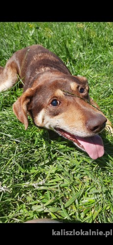 slepaczek-czekoladowe-cudo-szuka-kochajacego-domu-46475-kalisz.jpg