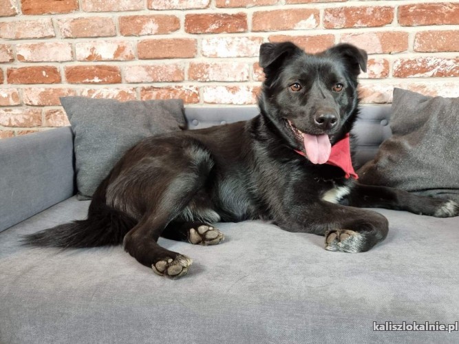 rodzinny-adas-pozytywny-kochany-psiak-do-adopcji-46724-sprzedam.jpg