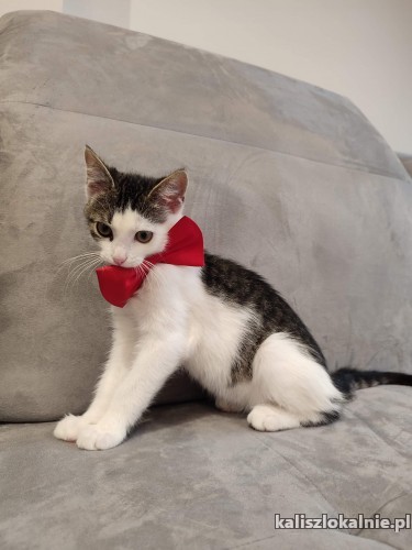 franio-towarzyski-przyjazny-do-innych-zwierzakow-kocurek-46732-kalisz.jpg
