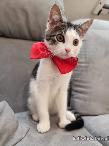 franio-towarzyski-przyjazny-do-innych-zwierzakow-kocurek-46732-sprzedam.jpg